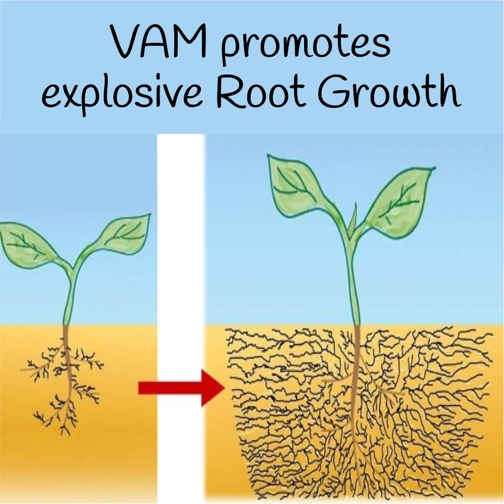 best root care fertilizer