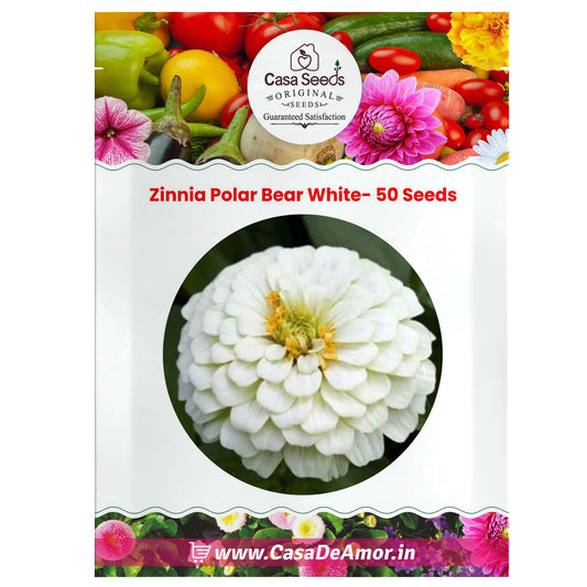 Zinnia Polar Bear White- 50 Seeds