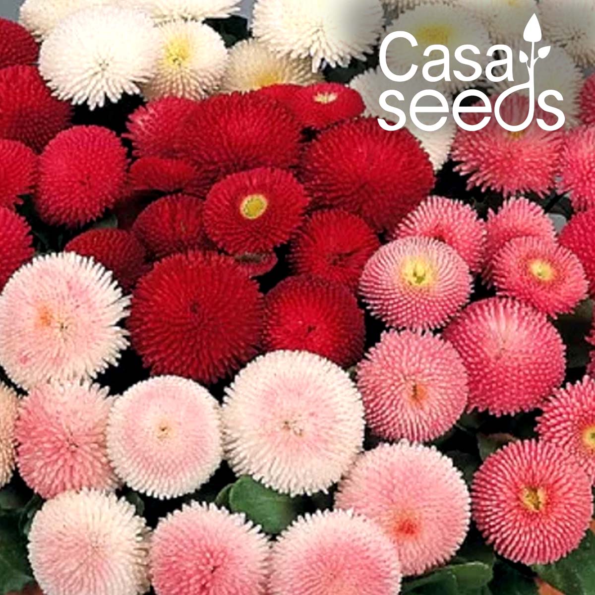 Daisy-Bellis pomponette Mix- 200 Seeds