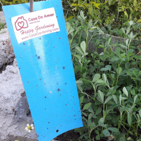 Blue Sticky Pad Trap Casa Gardening Online India Organic Pesticide