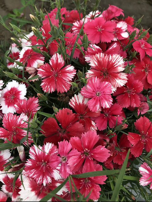 Dianthus chinensis mix - Baby Doll- 100 Seeds