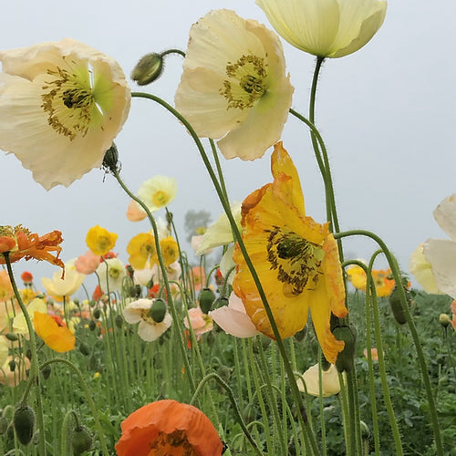 Iceland Poppy - Papaver naudicaule Mix- 50 Seeds