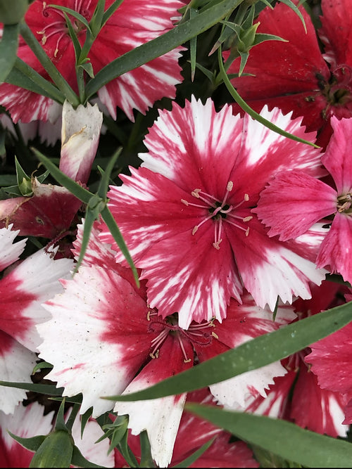 Dianthus chinensis mix - Baby Doll- 100 Seeds