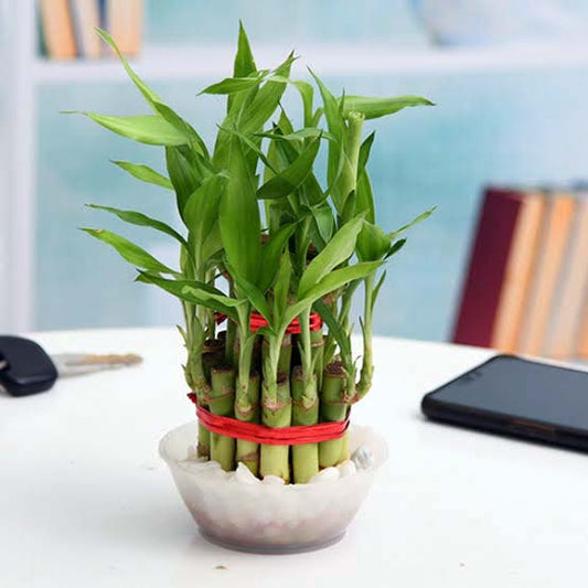 Casa De Amor 2 Layer Lucky Bamboo Plant with Round Glass Bowl