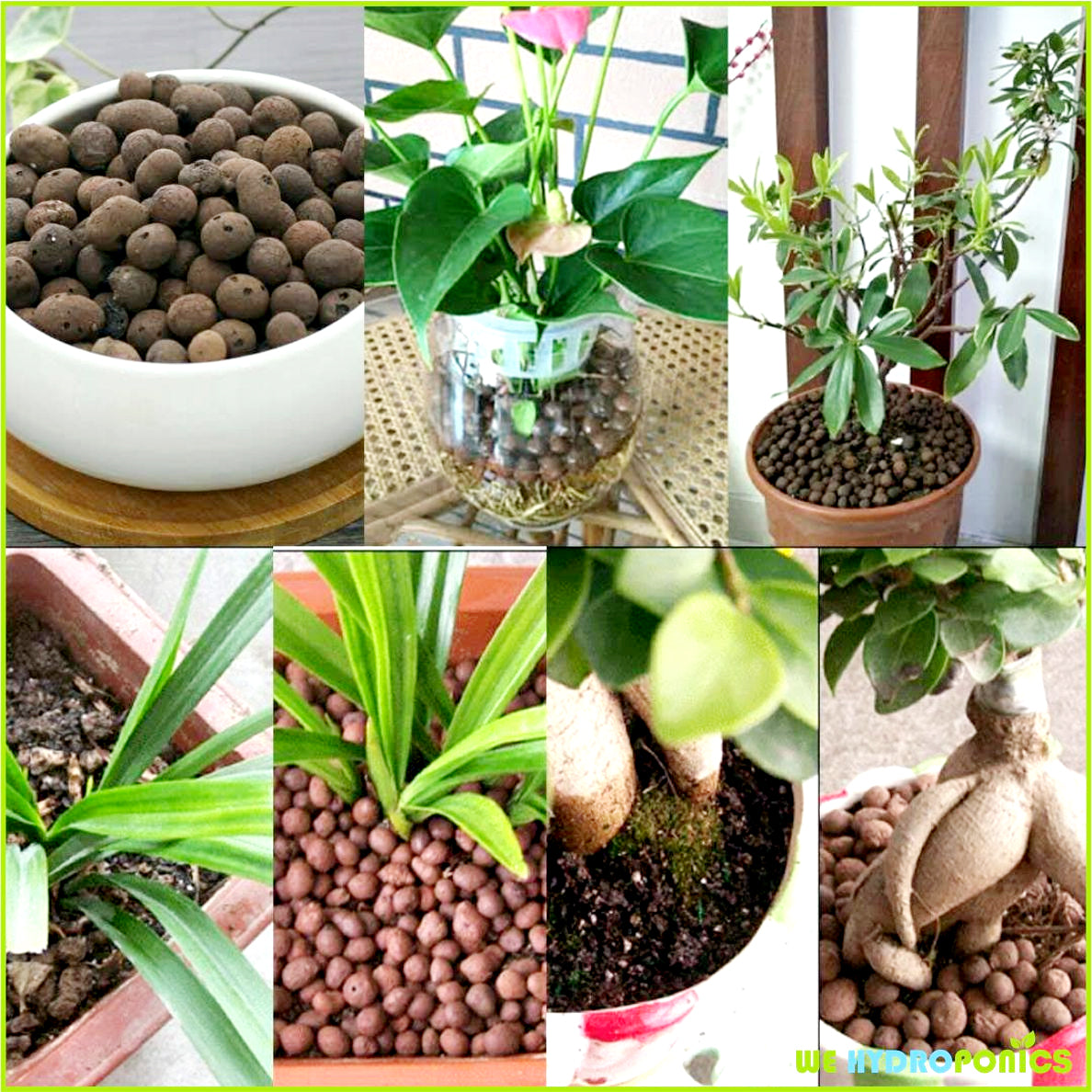 clay pebbles for plants
