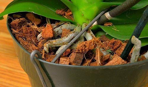 Coconut Husk Chip Fiber for Mulch