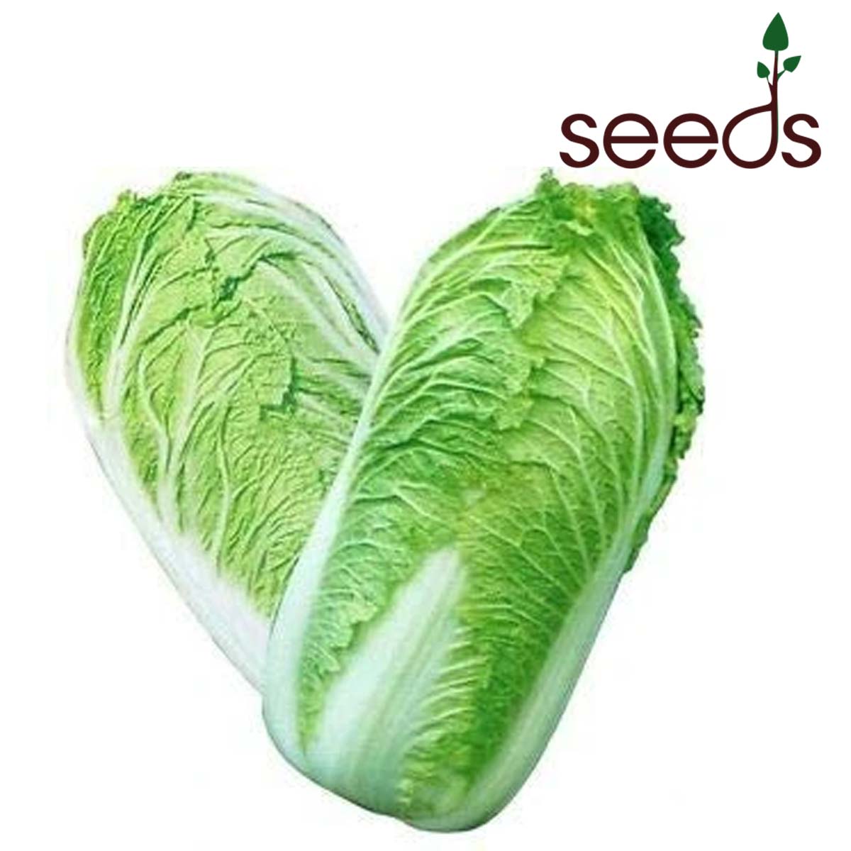 Chinese Cabbage- 50 Seeds
