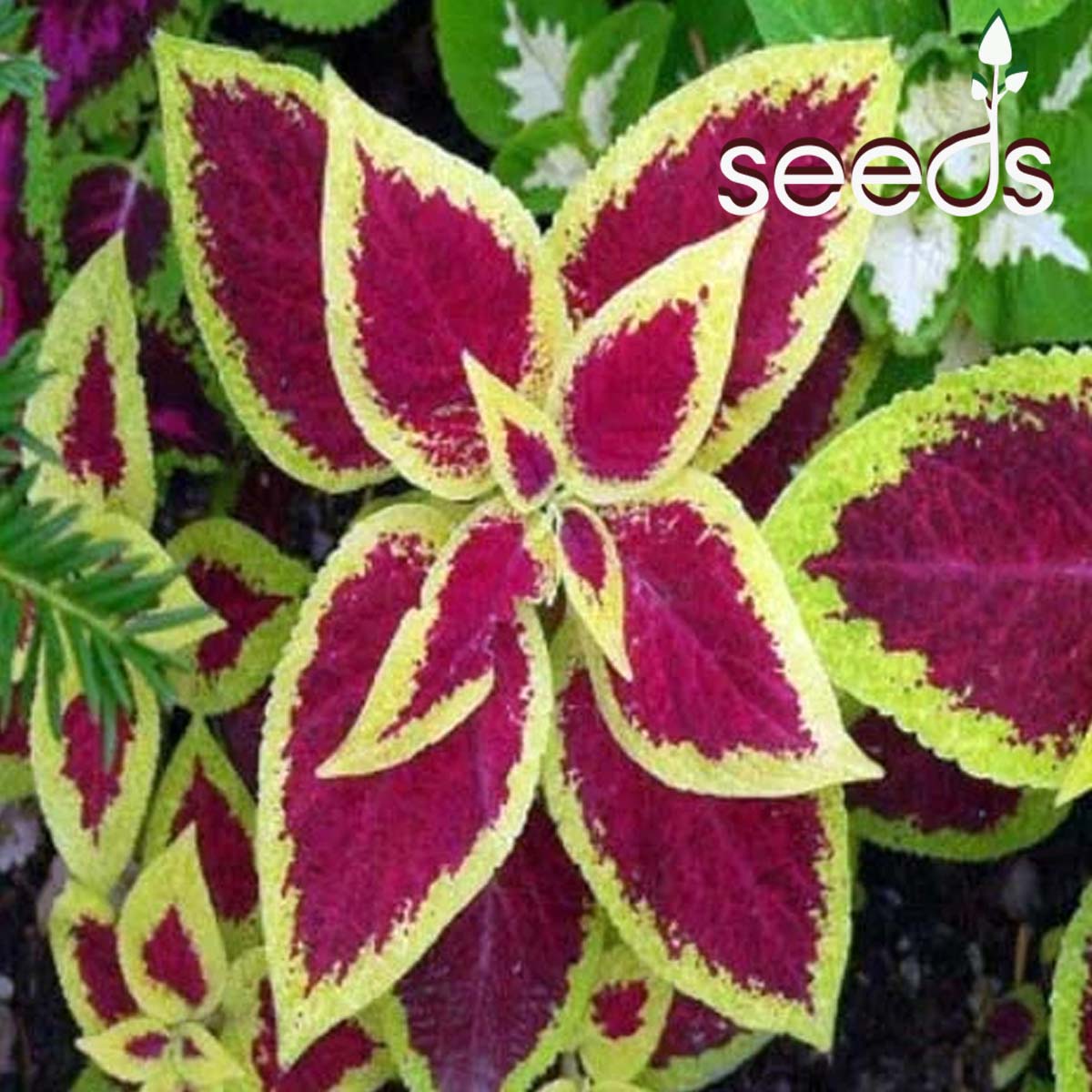 Coleus Rainbow Mixed-100 Seeds