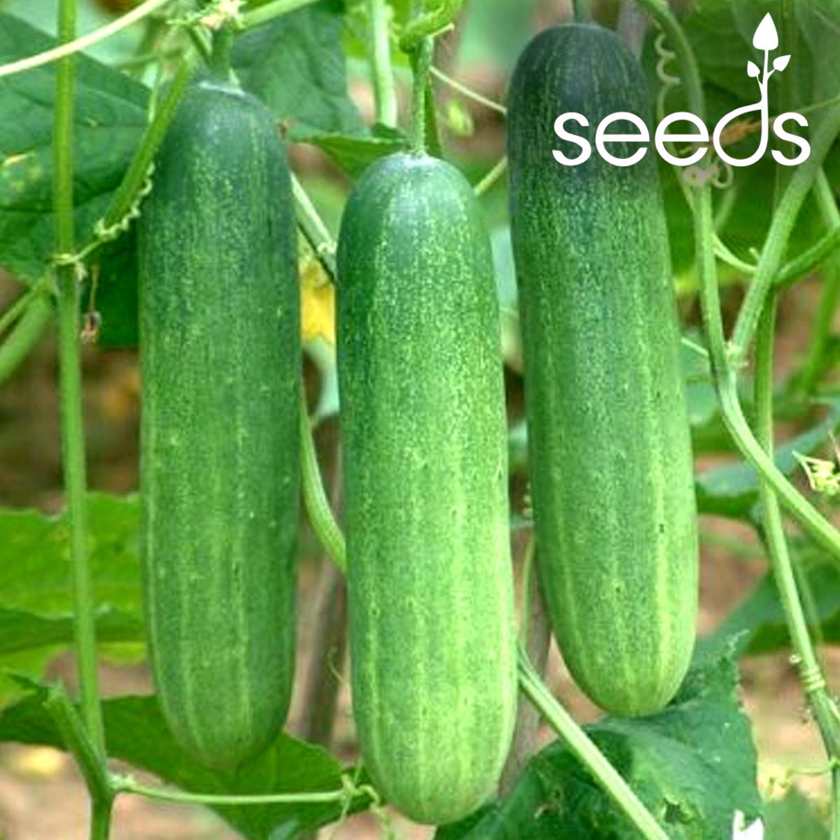 Cucumber - 50 Seeds