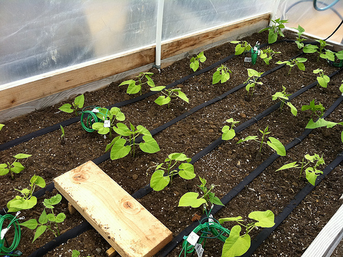 Casa Drip Kit Drip Irrigation Garden Watering 50 Plants - Casa De Amor Organic Gardening India