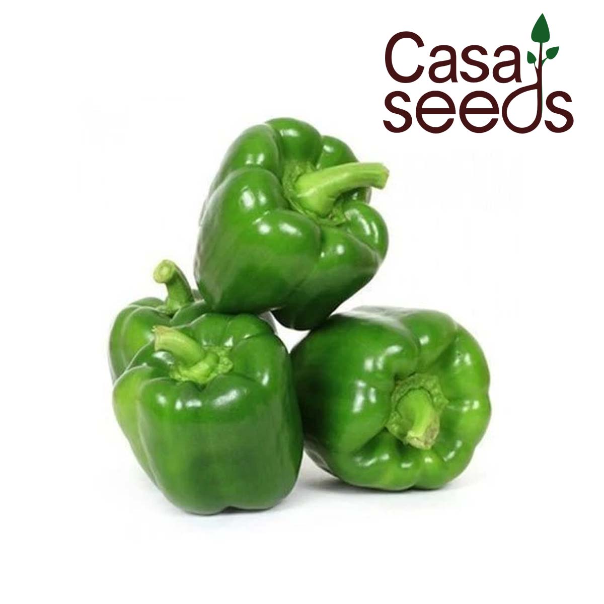 Capsicum Green- 30 Seeds