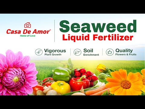 liquid fertilizer seaweed extract for spray and drenching