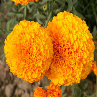 African Marigold Hawaii Orange- 50 Seeds