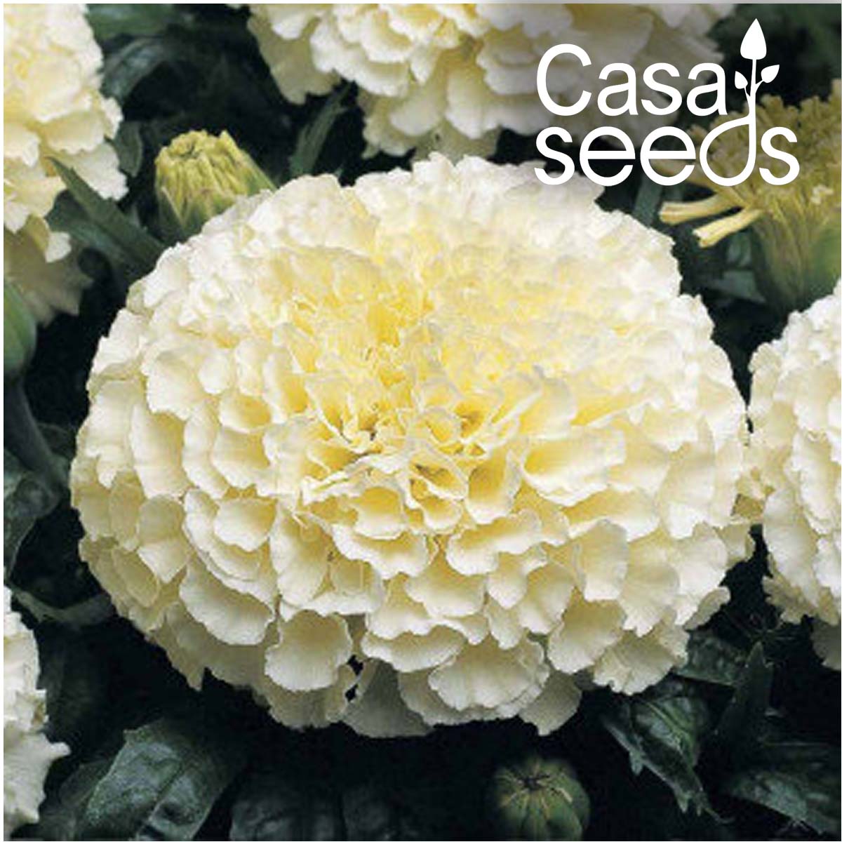 African Marigold F2 White- 50 Seeds
