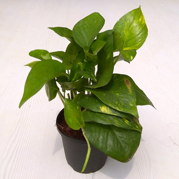 Money Plant for Money plant at home brings wealth, health, prosperity and happiness