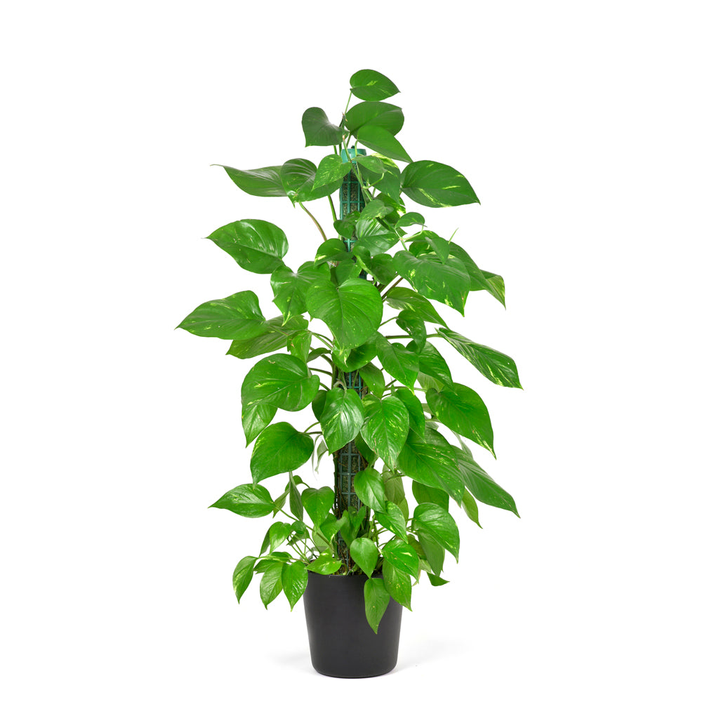 money plant indoor