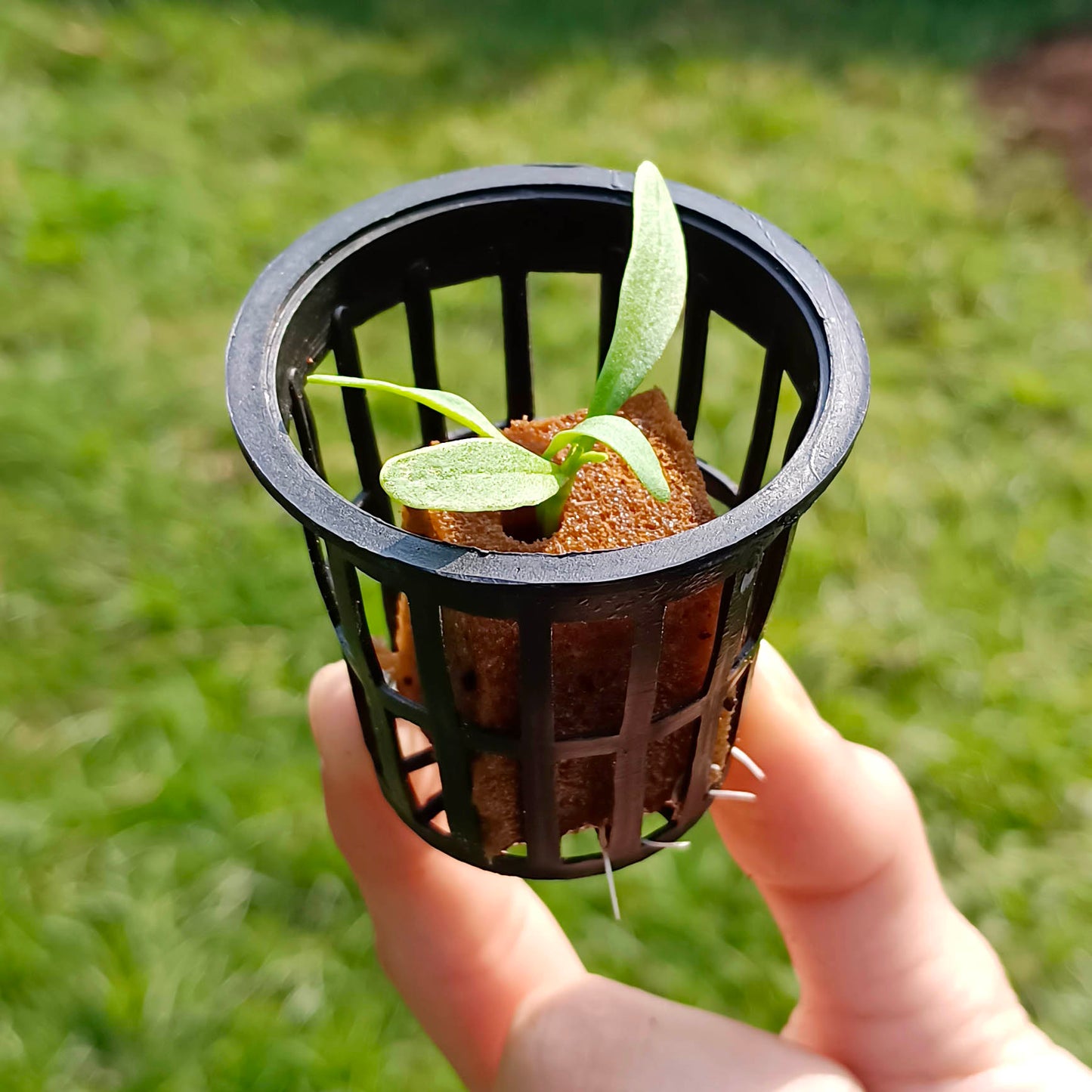 Casa De Amor Lightweight Economy Net Pot Cups for Hydroponics and Aquaponics - 2" Diameter Thin Lip Design with Slotted Mesh Sides- Black