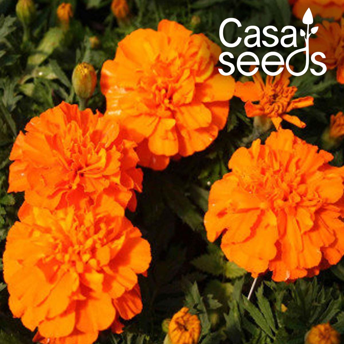 French Marigold Orange(Tagetes Nana Petula) - 100 Seeds