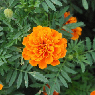 French Marigold Orange(Tagetes Nana Petula) - 100 Seeds