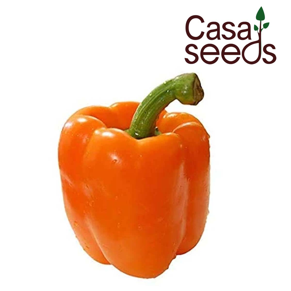 Capsicum Orange- 30 Seeds