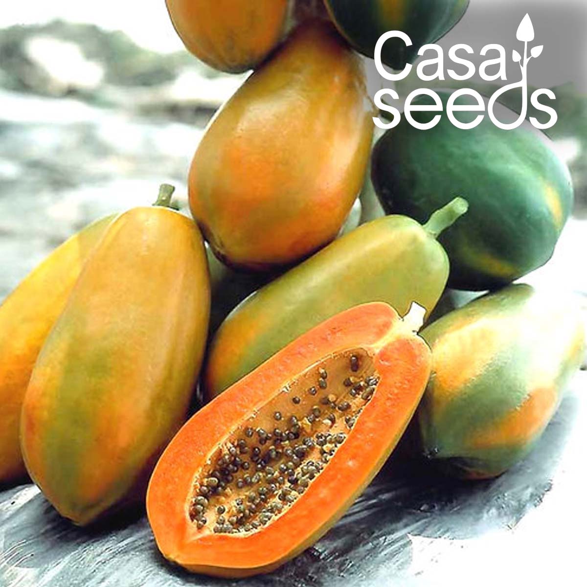 Papaya F1 Hybrid- 10 Seeds