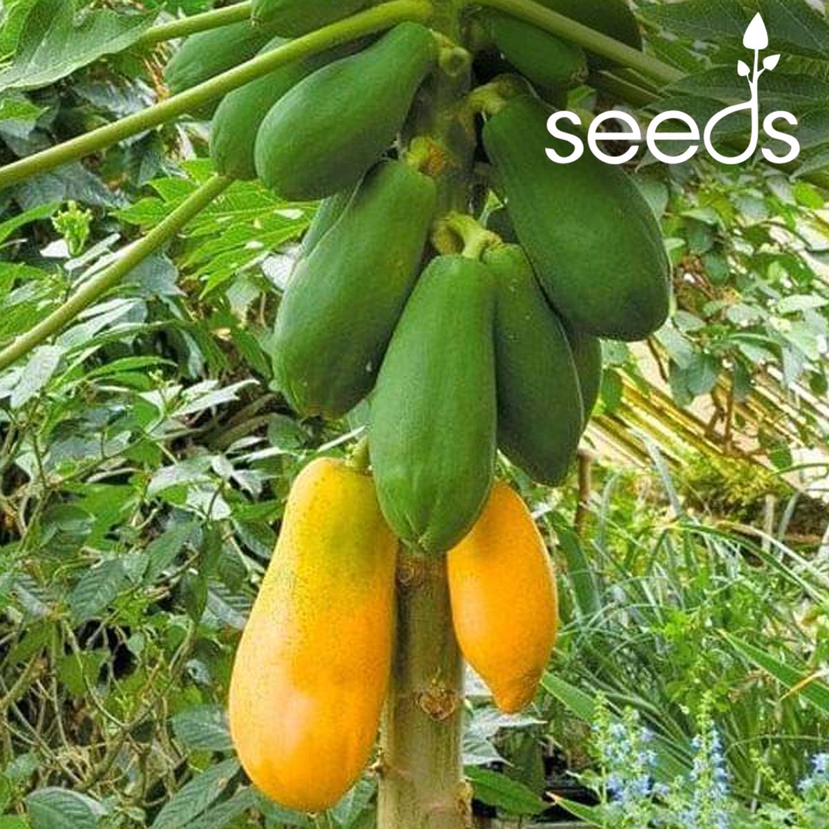 Papaya F1 Hybrid- 10 Seeds