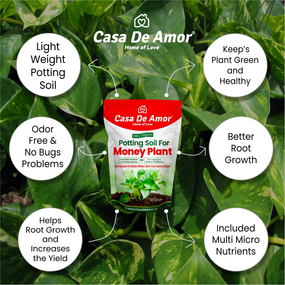 Casa De Amor Enriched Organic Potting Soil Mix for Money Plant, Golden Pothos, Devil's Ivy, Ceylon Creeper | Light Weight | Ready to Use