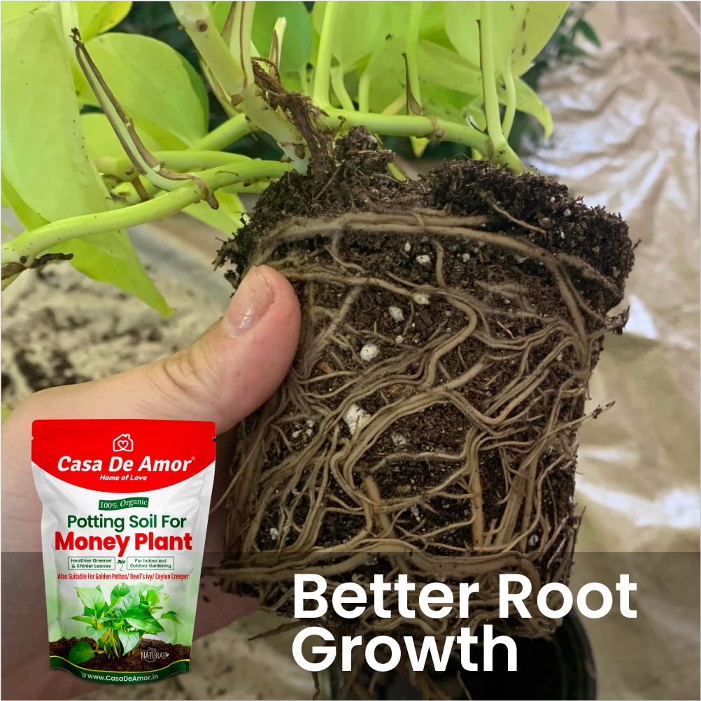 Casa De Amor Enriched Organic Potting Soil Mix for Money Plant, Devil's Ivy, Ceylon Creeper | Light Weight | Ready to Use