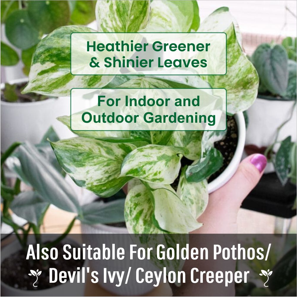 Casa De Amor Enriched Organic Potting Soil Mix for Money Plant, Devil's Ivy, Ceylon Creeper | Light Weight | Ready to Use