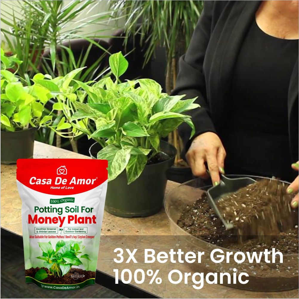 Casa De Amor Enriched Organic Potting Soil Mix for Money Plant, Golden Pothos, Devil's Ivy, Ceylon Creeper | Light Weight | Ready to Use