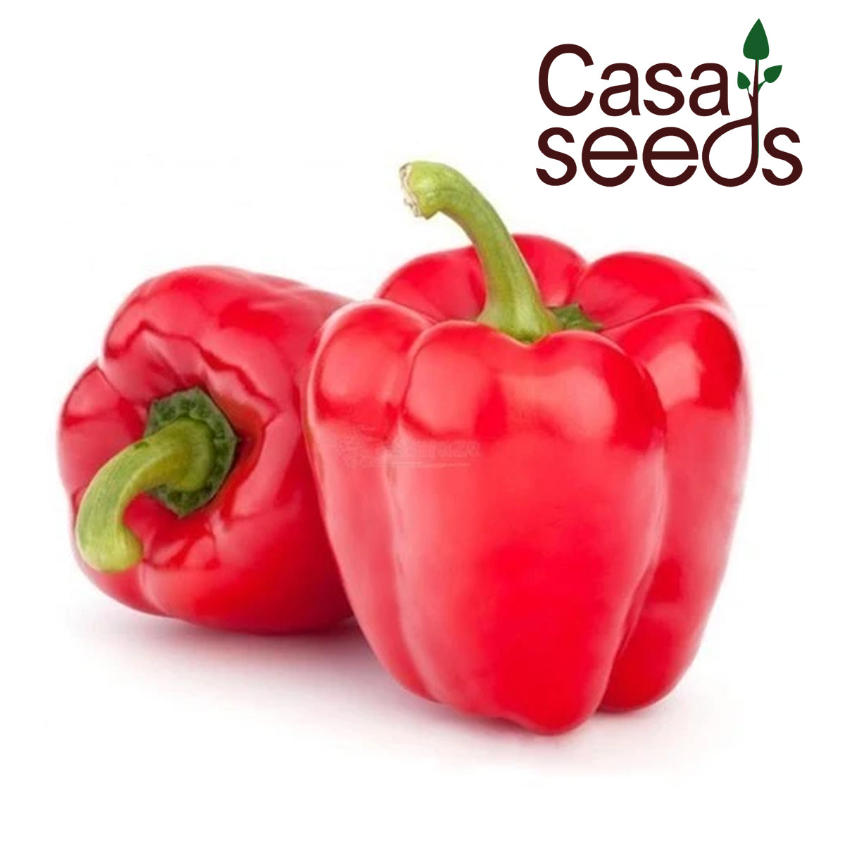 Capsicum Red- 30 Seeds