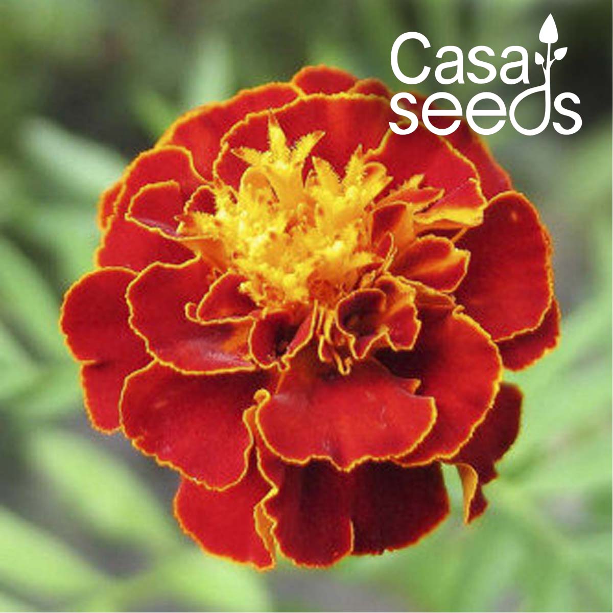 French Marigold Scarlet Red (Tegetes Nana Petula) - 100 Seeds