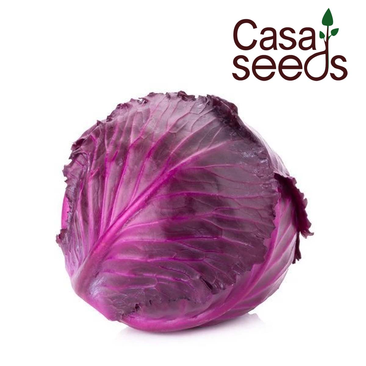 Red Cabbage- 50 Seeds