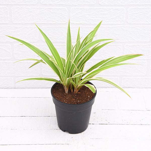 Spider Plant Air Purifier Chlorophytum NASA Recommended