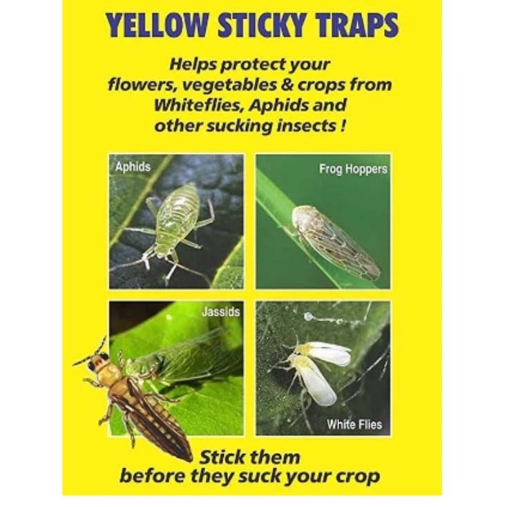 Sticky Pads for Catching Insects (10 nos.)