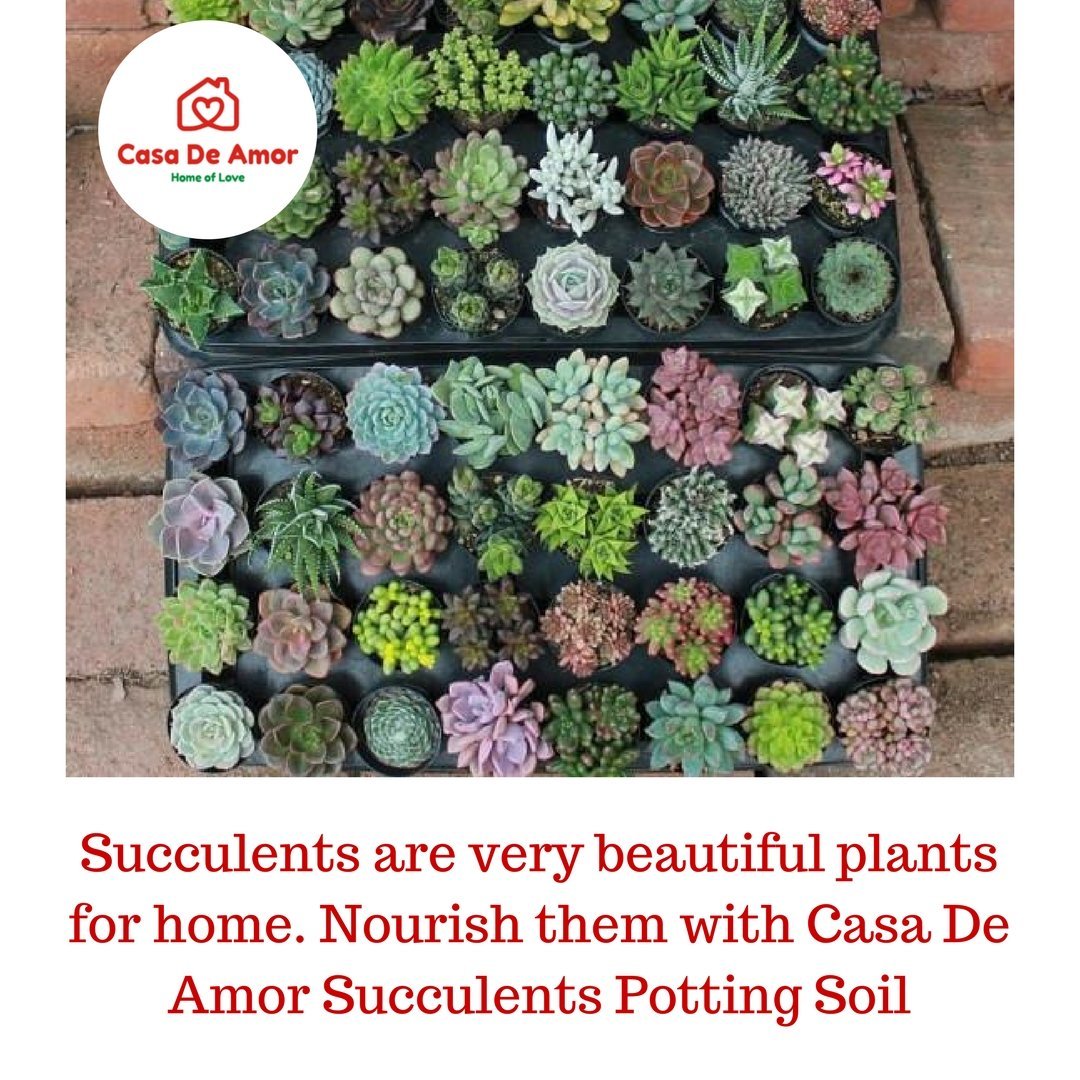 Succulents Potting Soil 100% Organic Special Research Based Formula for All Succulent Plants - Casa De Amor Organic Gardening India