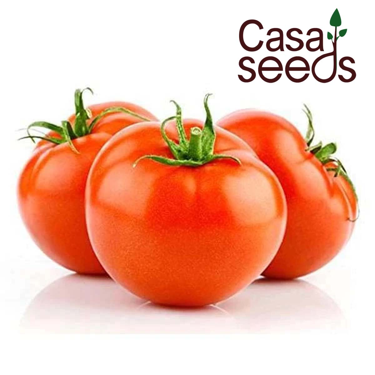 tomato f1 hybrid seeds