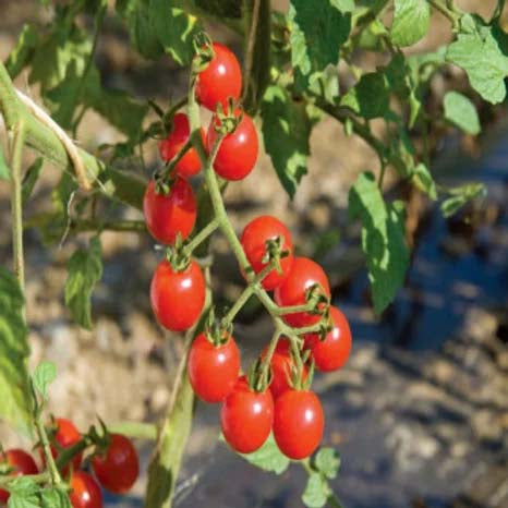 Tomato Cherry- 100 Seeds