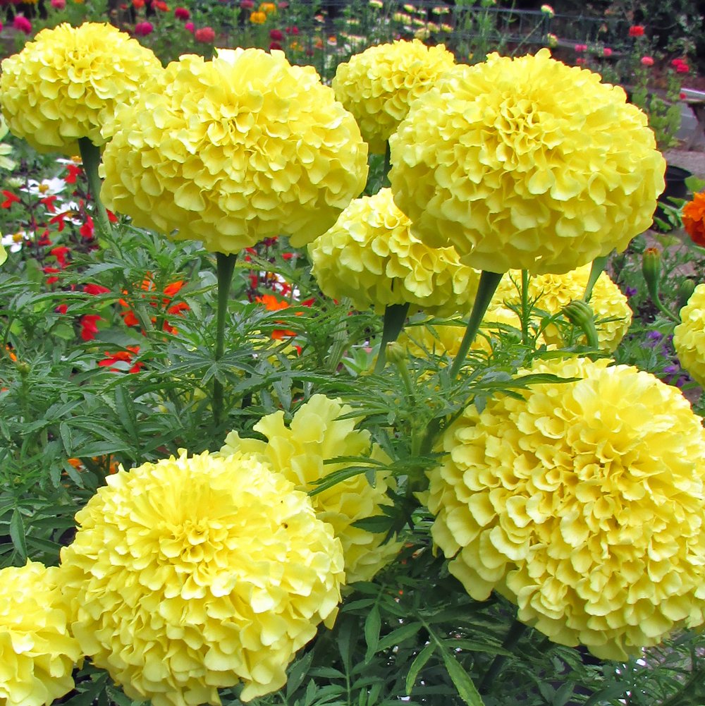 African Marigold F2 Yellow- 50 Seeds