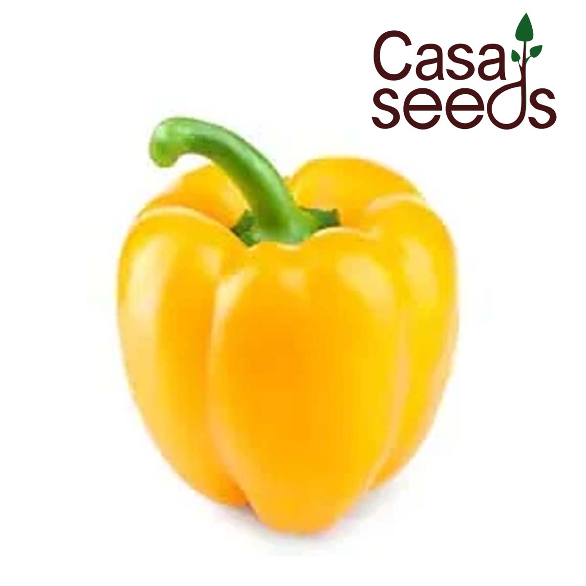 Capsicum Yellow- 30 Seeds