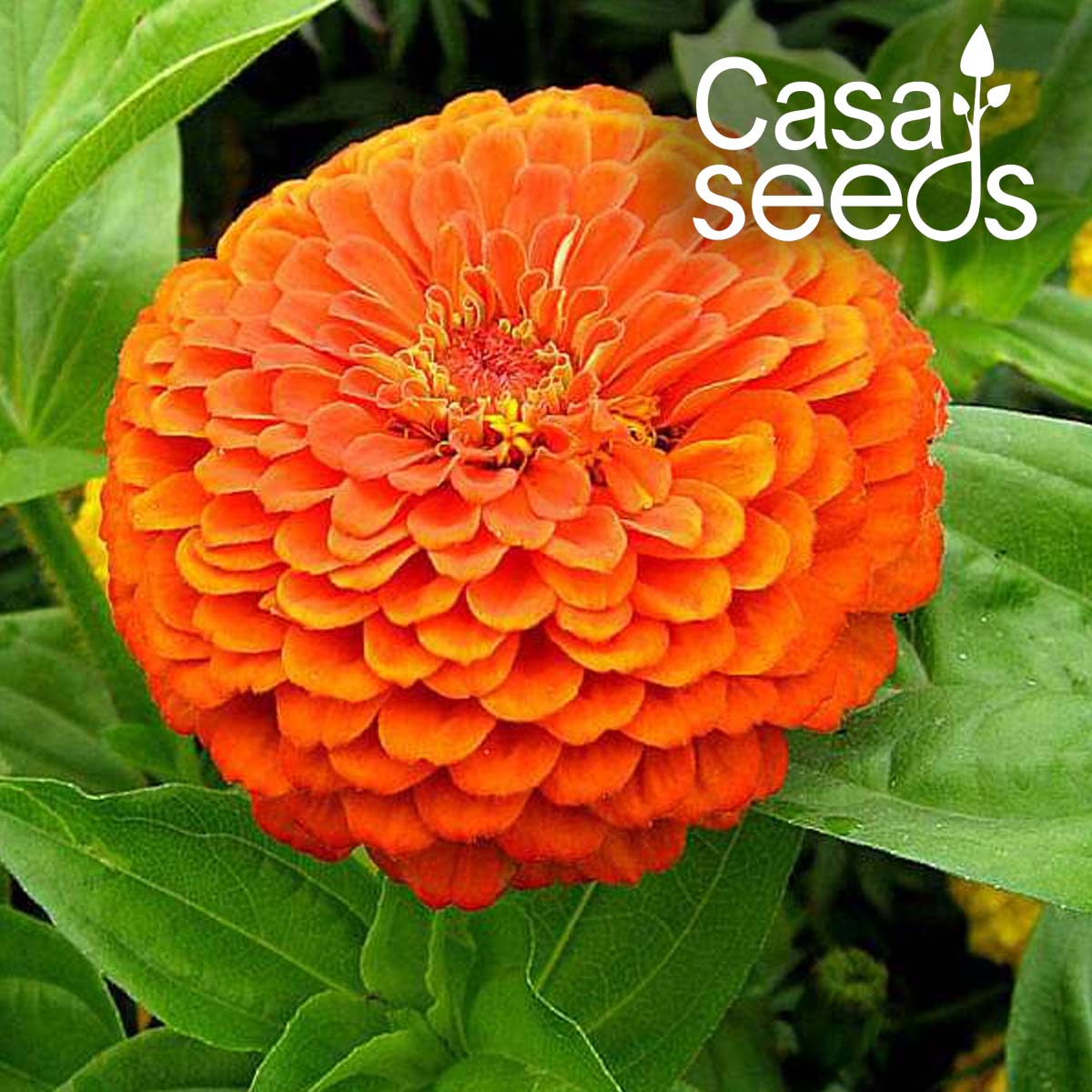 Zinnia Orange King- 100 Seeds